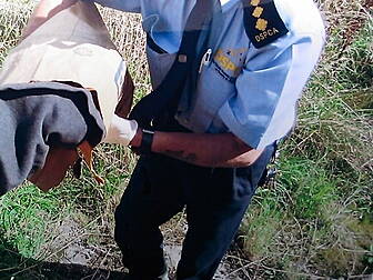 DSPCA say they are shocked man...